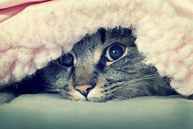 50 morceaux planants pour passer un week-end tranquille sous sa couette